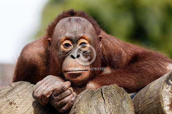 Young Bornean Orangutan - close up