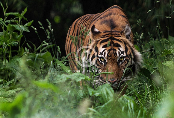 stalking Sumatran Tiger
