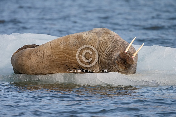 Walrus and Warluses