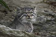 Manul/Pallas Cat In Rocks