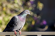 Domestic pigeon (Columba livia domestica)
