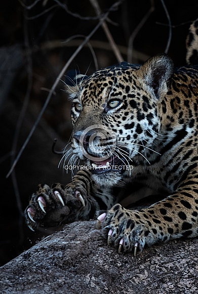 jaguar Showing Claws