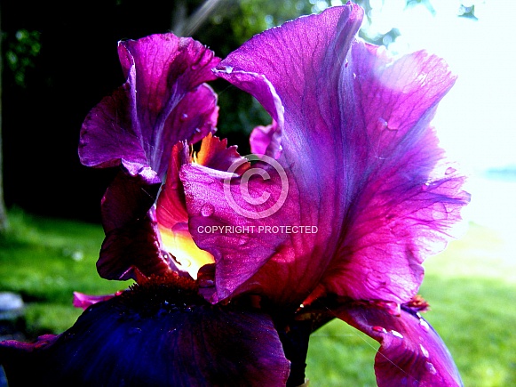 Royal Iris