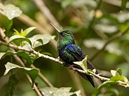 Crowned Woodnymph Hummingbird in Ecuador