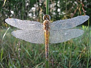 dragonfly dew
