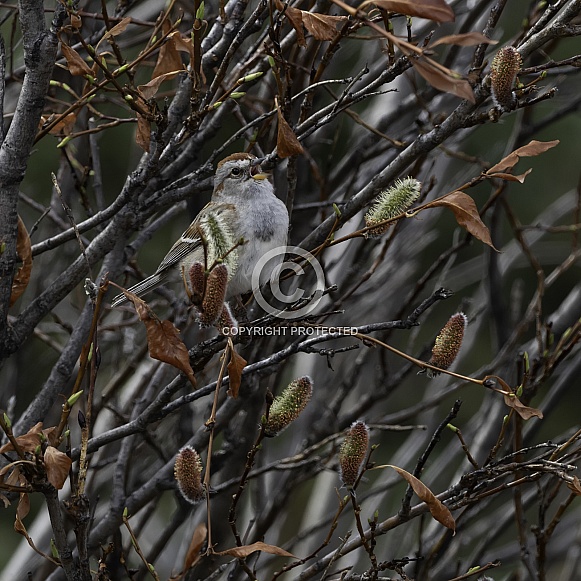American Tree Sparrow in Alaska