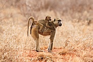 Olive Baboon Baby Riding on Mum's back