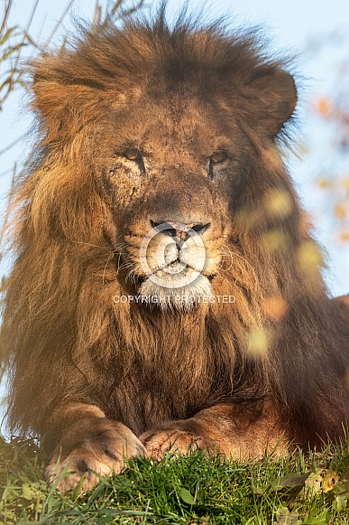 Male African Lion Lying In Sunshine and Shade