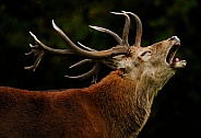 Red Deer Stag Bolving