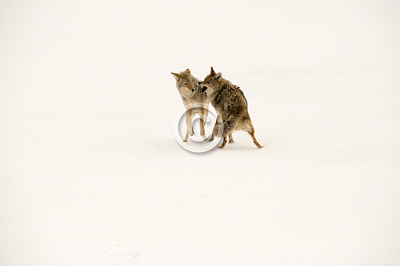 Coyotes with white background