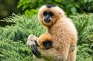Golden Cheeked Gibbon Mum and Baby