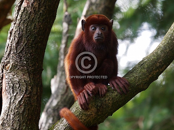 Venezuelan howler monkey Alouatta seniculus