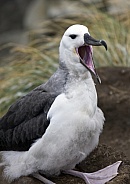 Black Browed Albatross fledgling - Falkland Islands