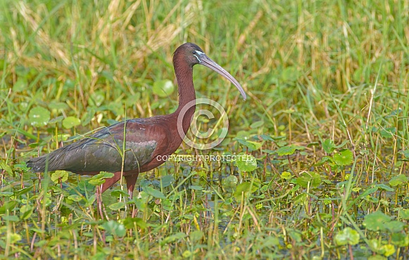 Glossy ibis (Plegadis falcinellus) walking in shallow water and weeds