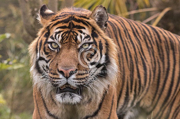 Sumatran Tiger Close Up Looking Forward