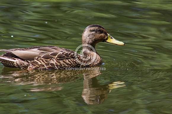 Female Mallard on Pond