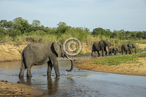 African Elephants crossing the Sand River