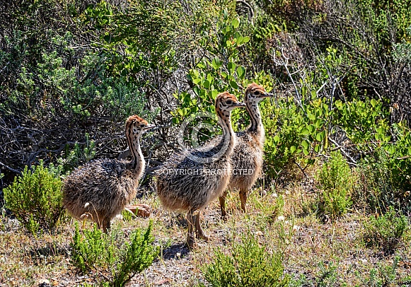 Ostrich Chicks