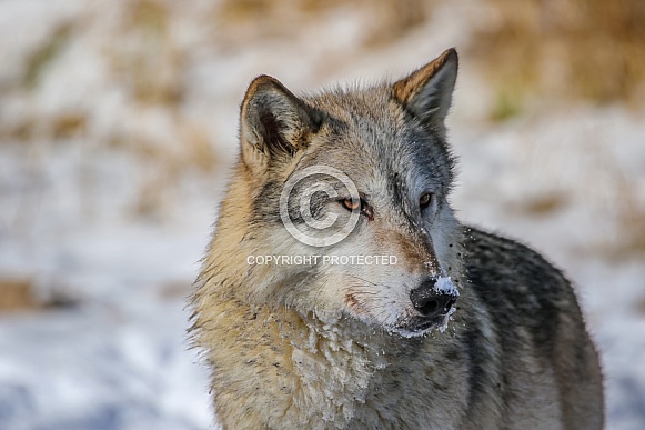 Gray or grey wolf in winter