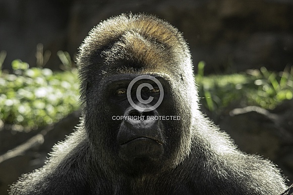 Western Lowland Gorilla Close Up Profile