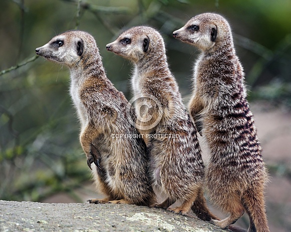 Three meerkats