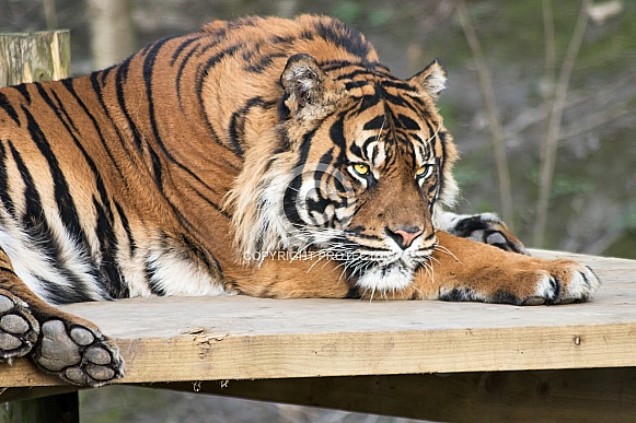 Sumatran Tiger Lying Down Close Up