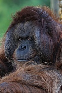 Borneo Orangutan (Pongo Pygmaeus)