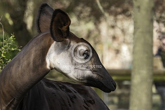 Okapi Head Shot Side Profile