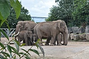 Asian Elephant herd