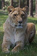 Afrcan lion