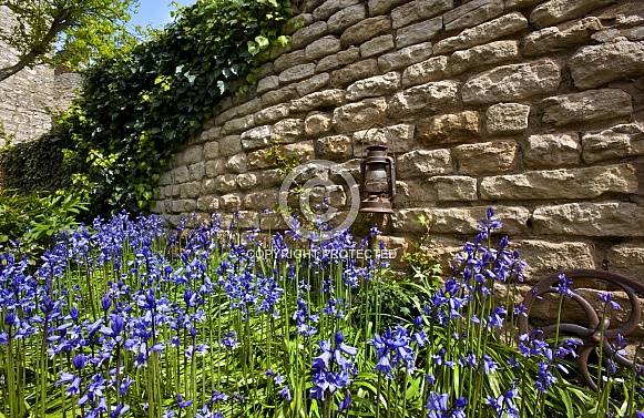 Bluebells by an old stone wall in a farmhouse garden in Yorkshire