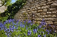 Bluebells by an old stone wall in a farmhouse garden in Yorkshire