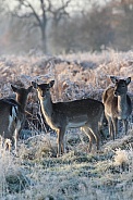 Deer on a frosty day
