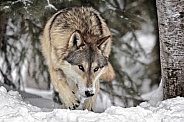 Grey Wolf-The Seaker