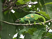 P2210020 Ruwenzori three-horned chameleon (Trioceros johnstoni)