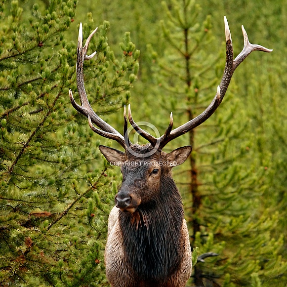 Elk-Yellowstone Elk