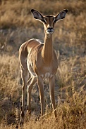 Female Impala (Aepyceros melampus melampus)