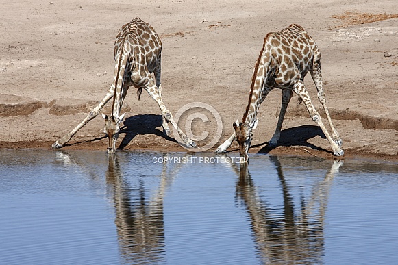 Giraffes drinking at a waterhole - Namibia