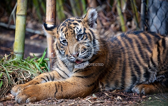 Tiger cub resting at the wild animal park