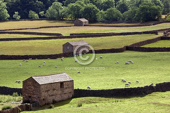 Traditional dry-stone walls and stone barns - Yorkshire Dales - England