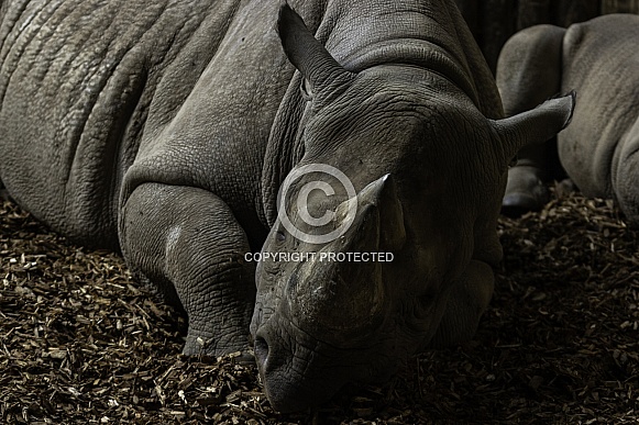 Black Rhino resting