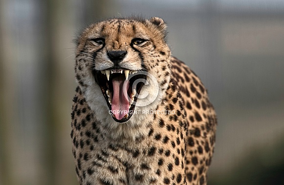 Cheetah Showing Teeth Towards Camera