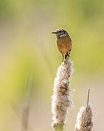 Female Stonechat on a Bulrush