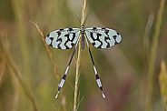 Spoon winged Lacewing