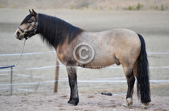 Connemara horse