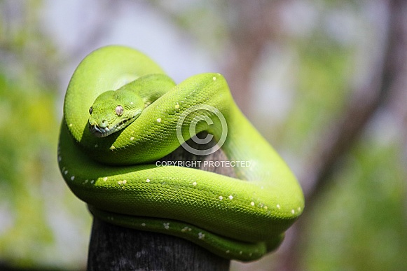 Green Python