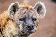 Portrait of a spotted hyena