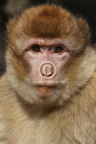 macaque