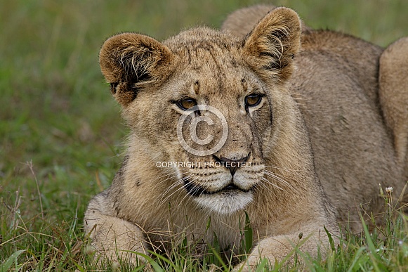 Inquisitive lion cub