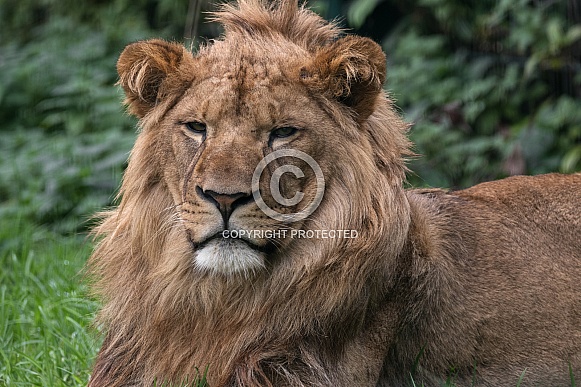 Young African Lion, Close Up